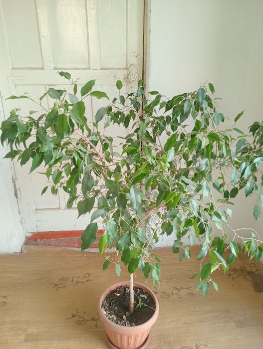 Домашние Цветы...