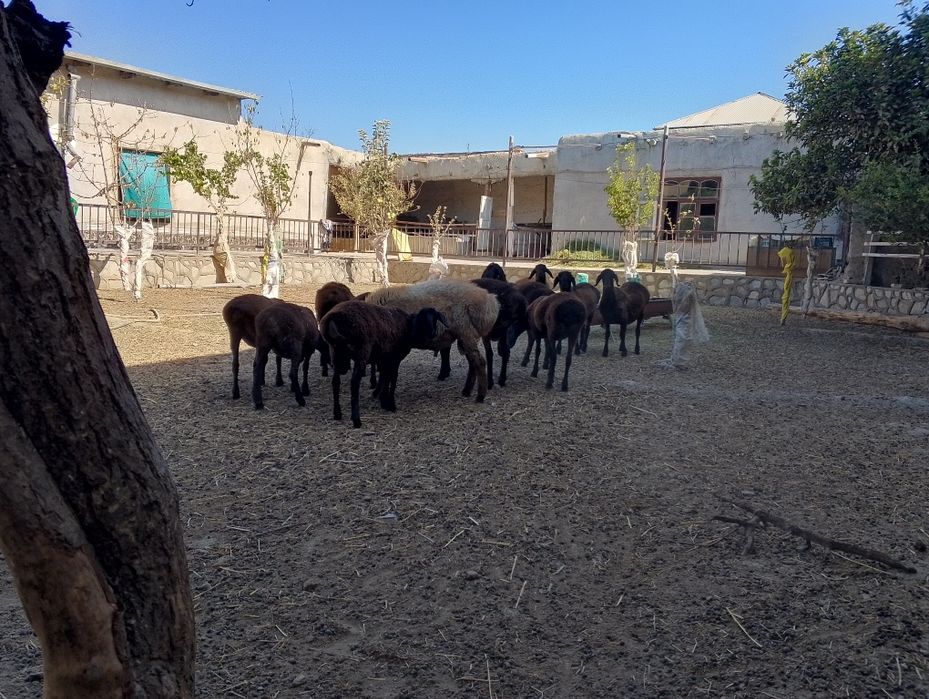 Urg'ochi quylar sotiladi