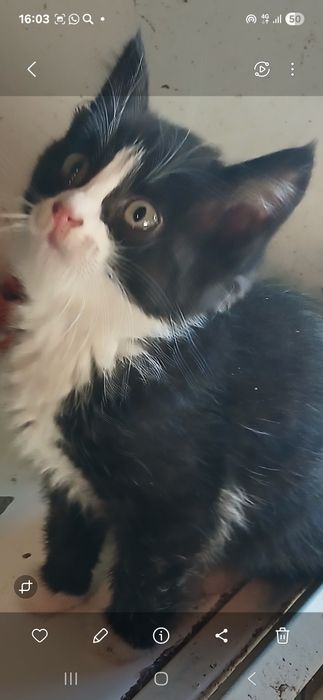 Котята  мальчики  и девочки 2 мес