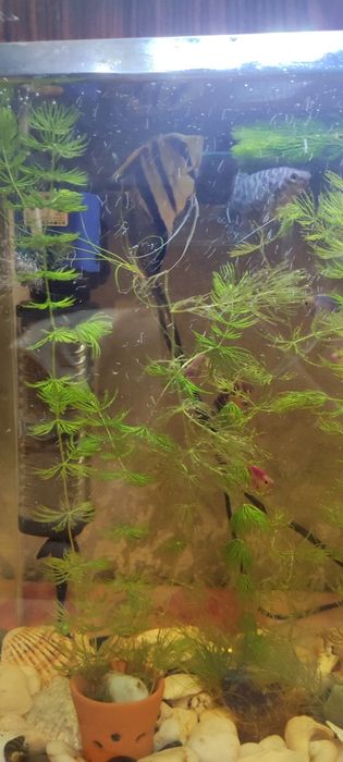 Продам аквариум 40 л со всем содержимым