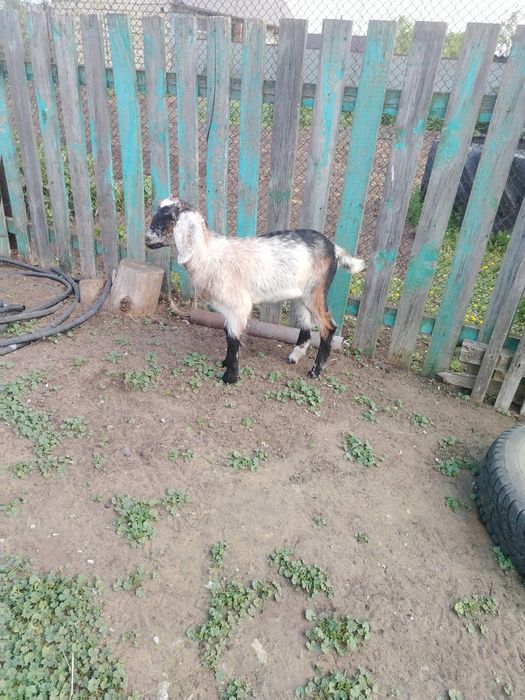 Продам козочку 2 месяца