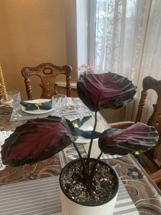 Комнатные цветы в горшках