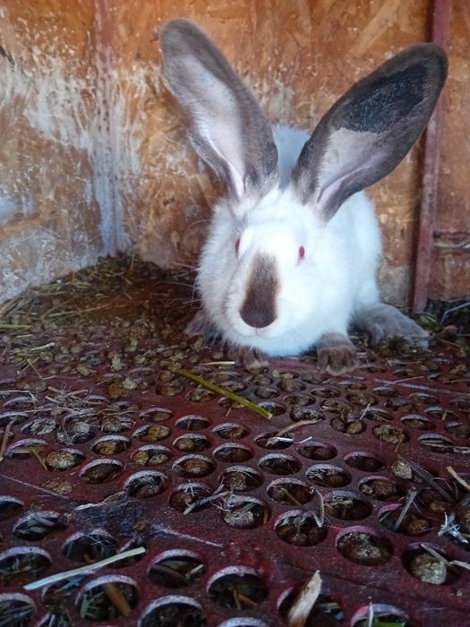 Uriaș de Transilvania