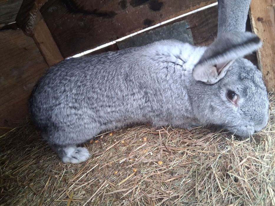 Vând iepuri uriasi germani