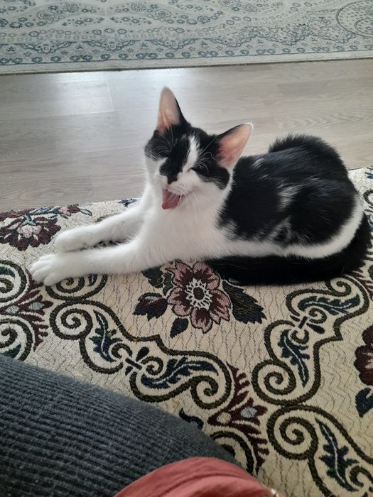 Котята в добрын руки