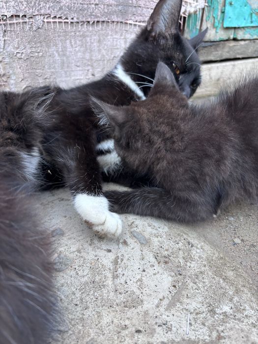 Котята в добрые руки
