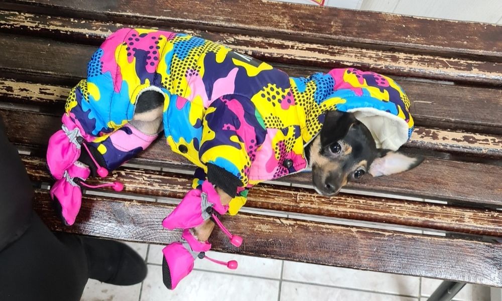 Комбинезон для собак