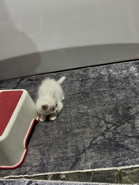 Отдам бесплатно котят