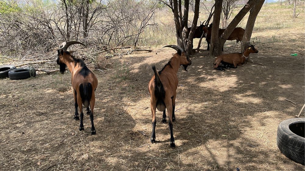 Сауын ешкі коз чешский