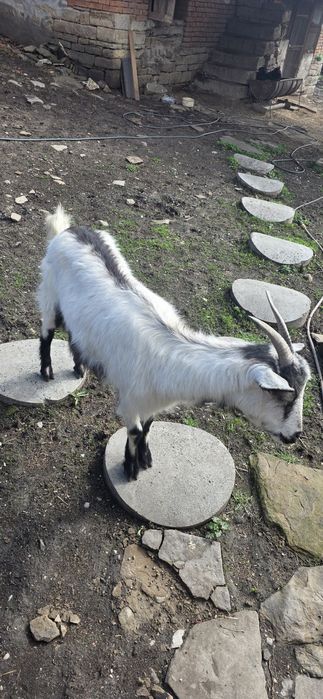 Коза /за продан.