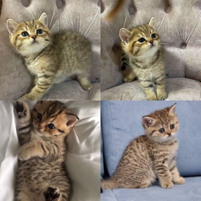 Редкие котята золотая шиншилла