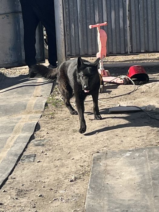 Продам немецких овчарок