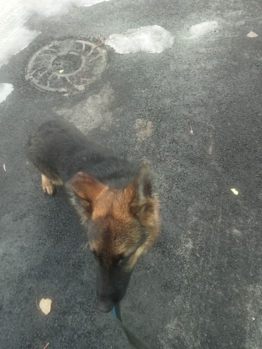 Щенок немецкой оврачки