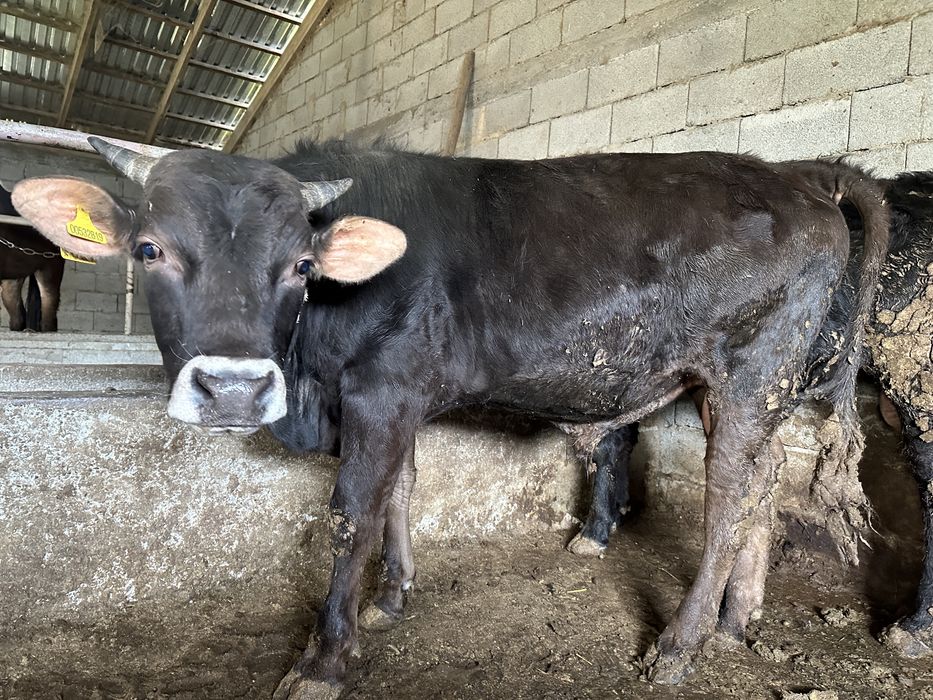 Семіз бұқалар сатылады.