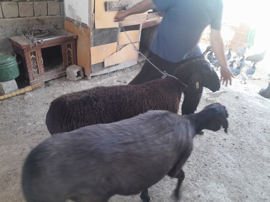 Katta katta qo'ylar sotiladi