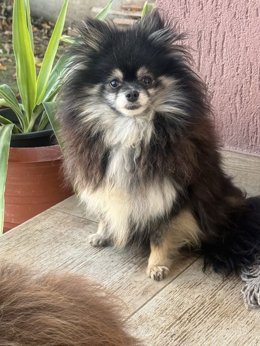 Pomeranian femela