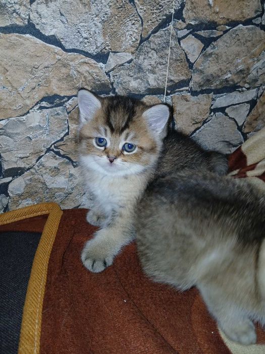 Сребърна чинчила