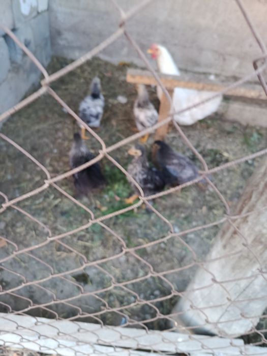 Продам курс отл несутся