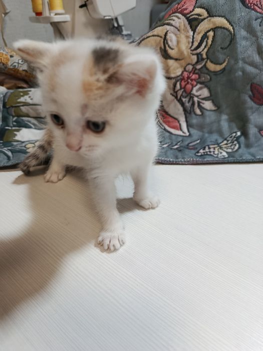 Отдам котят в хорошие руки