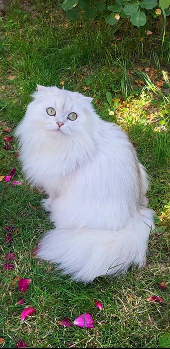 Baiat SUPERB  Scottish fold cu pedigree wcf