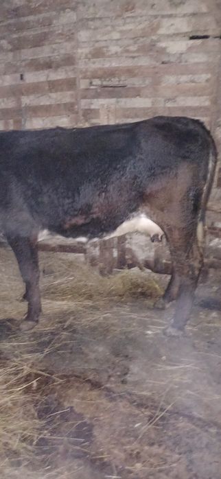 Vând vaca baltata românească