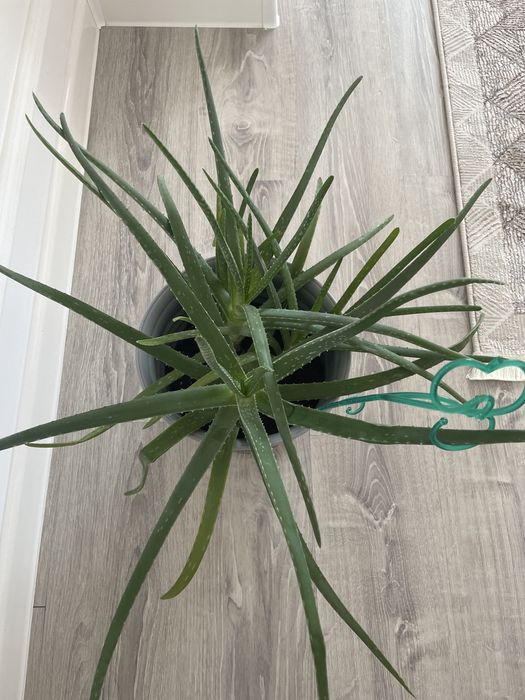 Алоэ комнатное растение