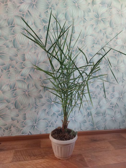 Продам Финиковую пальму