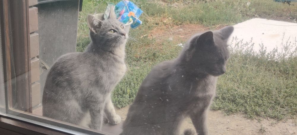 Отдам котят бесплатно