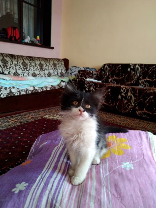 Отдам в добрые руки котят