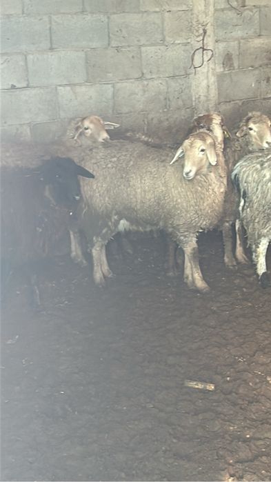 Продам баран Кой сатылады