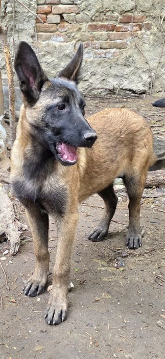 Belgian Malinois