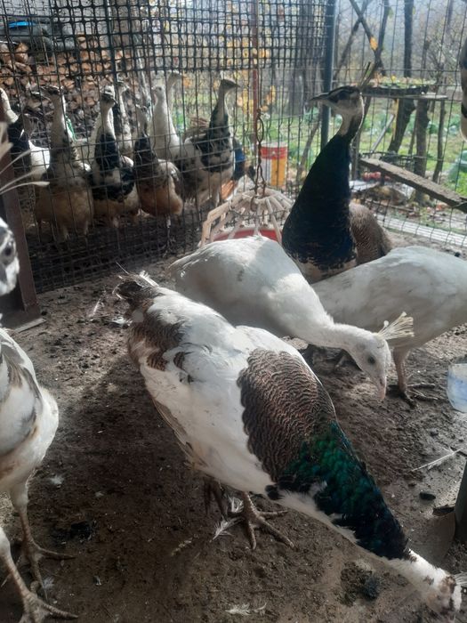 Pui de păun din 2025