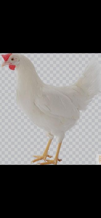 Куры несушки крупные коралл кросс