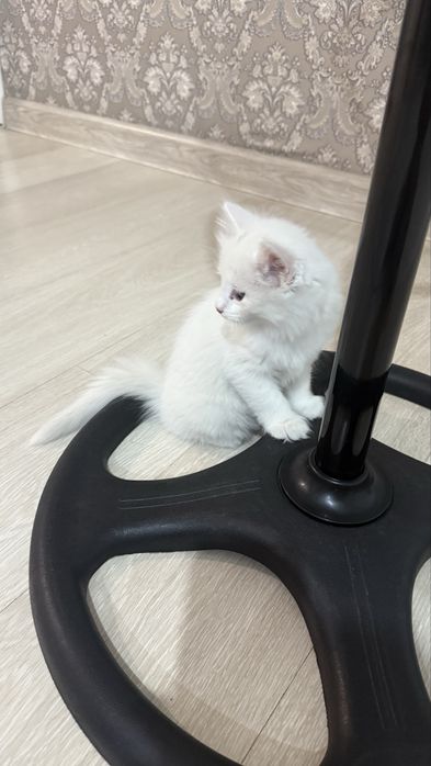 Белые котята ищут любящий дом!