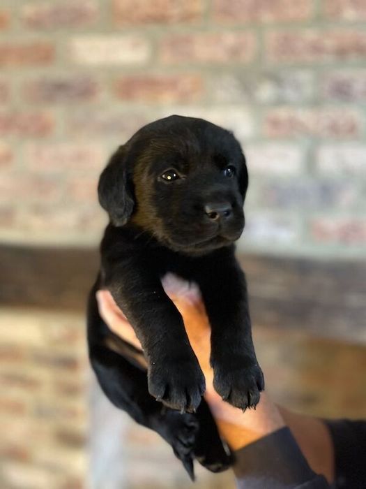 Labrador retriever 550 lei