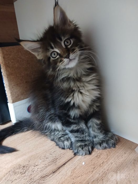 Котенок Мейнкун полидакт