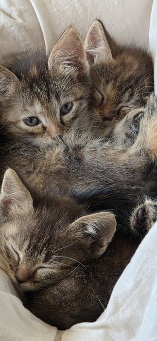 Котята - близнецы