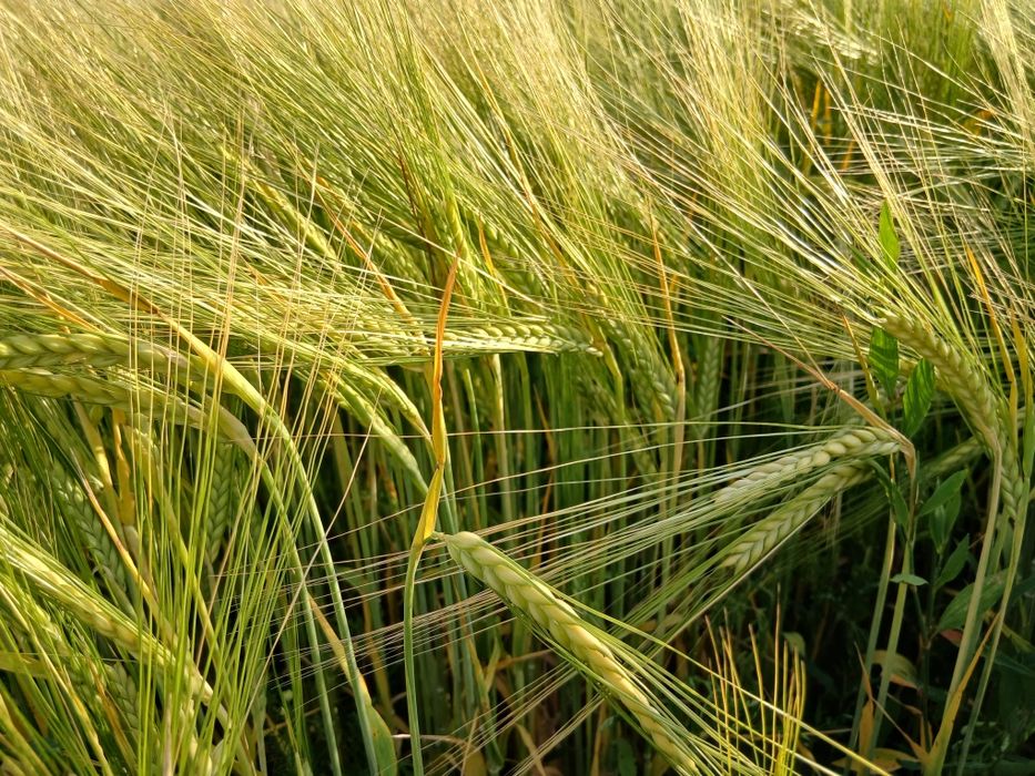 Orzoaică de primăvară mariola c1