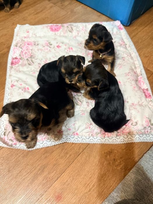 Продажа щенят Йорка