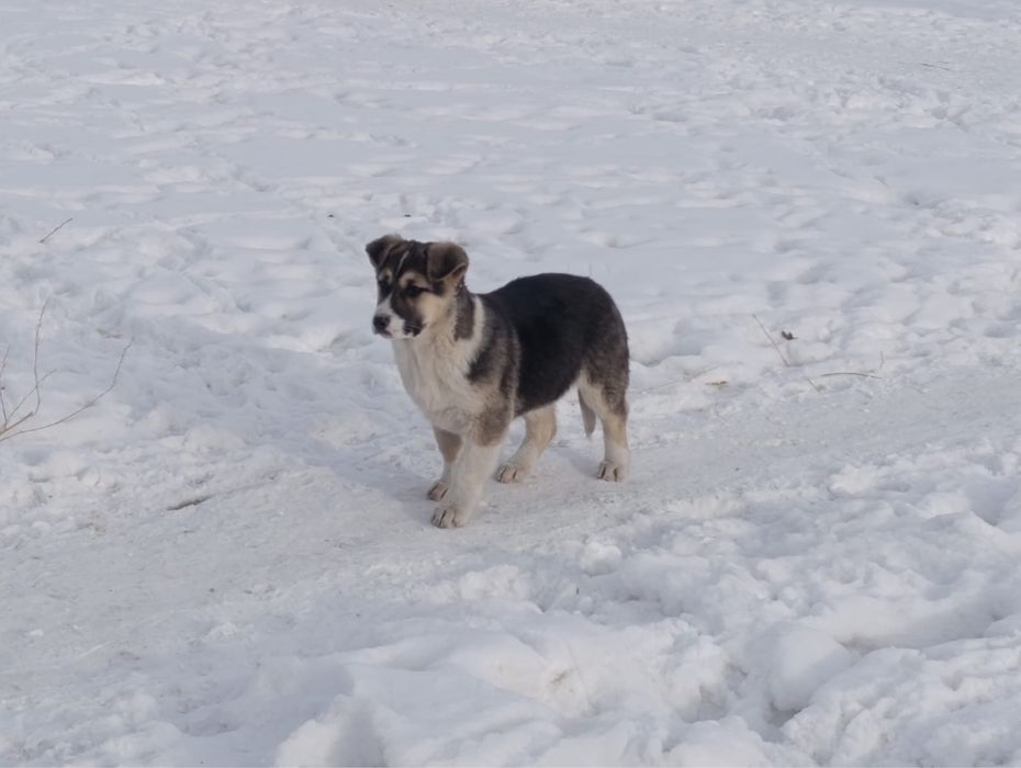 Щенки………………………….