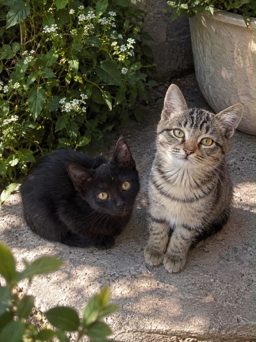 очень хорошие котята ищут дом