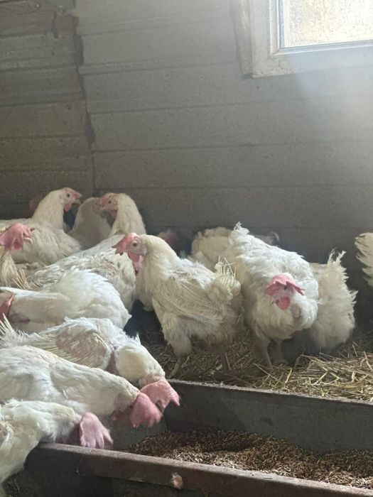 Куры несушки ОПТОМ и в РОЗНИЦУ