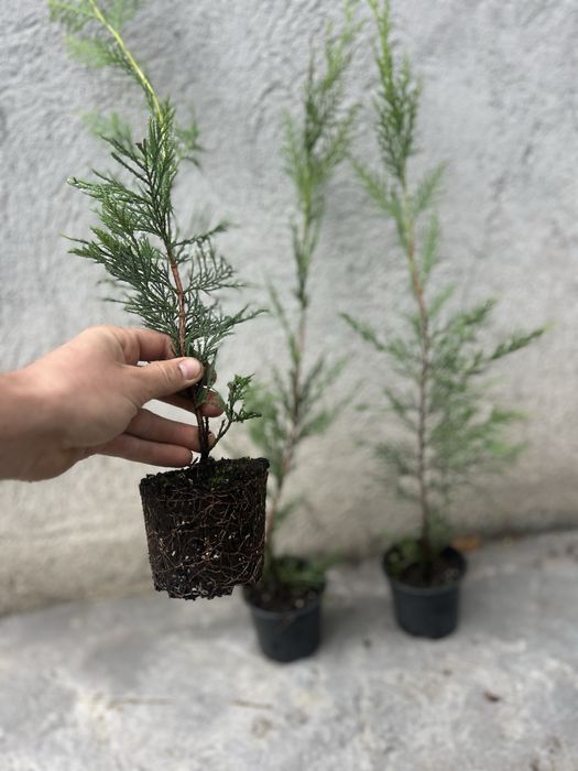Leylandii – 40-60 cm, la ghiveci, rădăcini bine dezvoltate