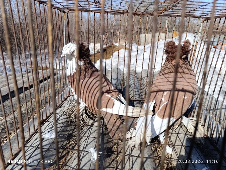 Голуби бухарские барабанщики.