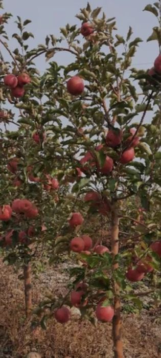Mevali koʼchatlar:Sikna gilos, danoksiz anor, avtar uzum koʼchatlari