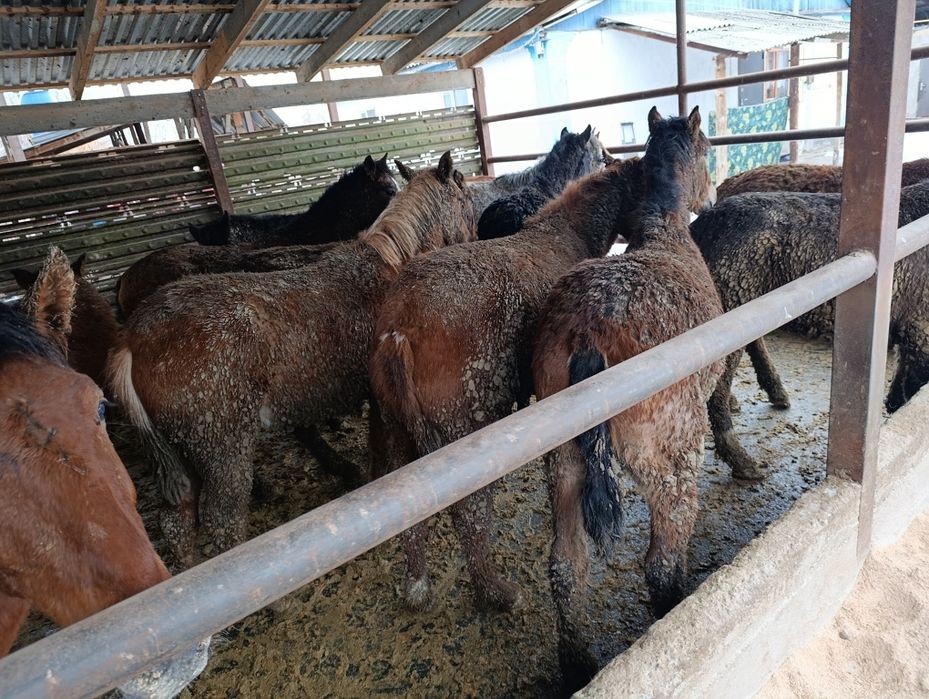 Семіз жылқылар!!!