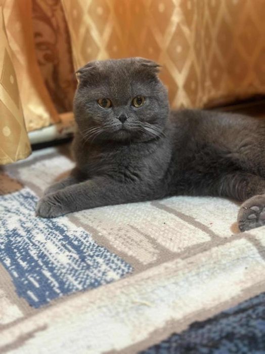 Скотиш фолд тоза зотдор еркак мушукча