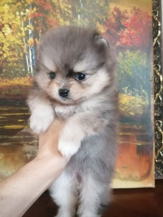 Сладкие медвежата