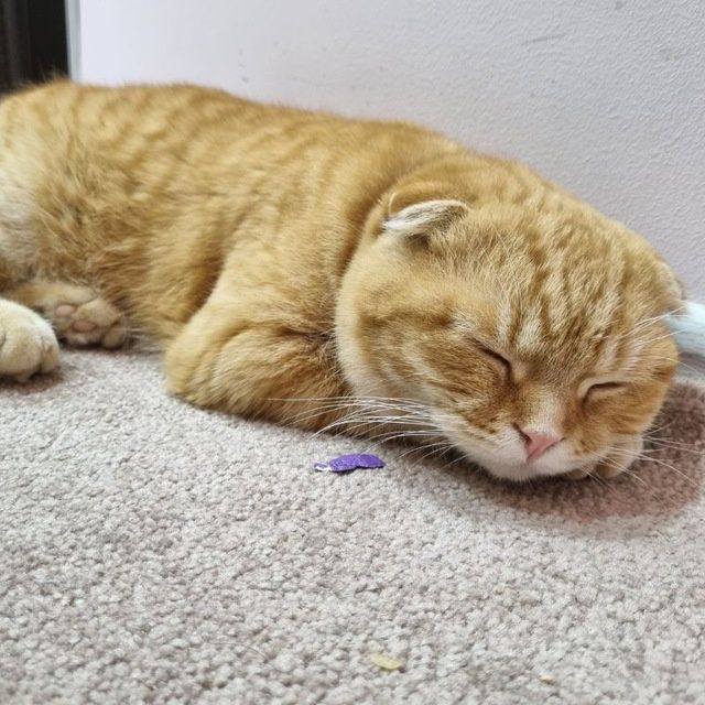 Вязка Британский вислоухий кот