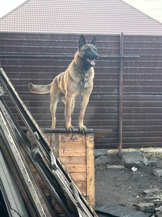 Вяска Бельгийский овчярка